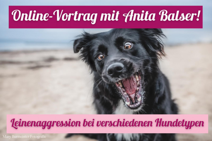Onlinevortrag "Leinenaggression - Ursachen bei verschiedenen Hundetypen"
