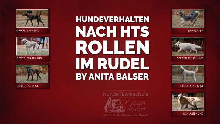 Rollen im Rudel – Der Film